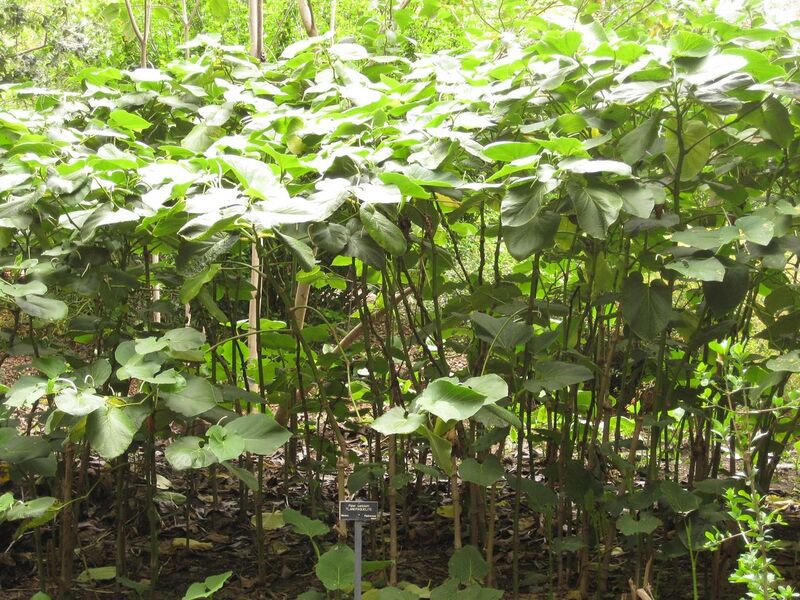 File:1280px-IMG 7017 hunt09jun.jpg