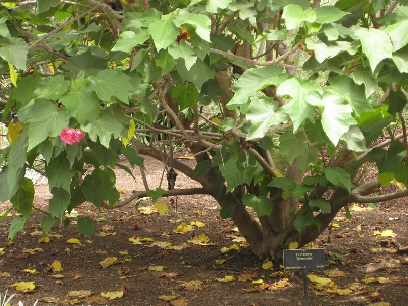 File:1280px-IMG 7174 hunt09jun.jpg