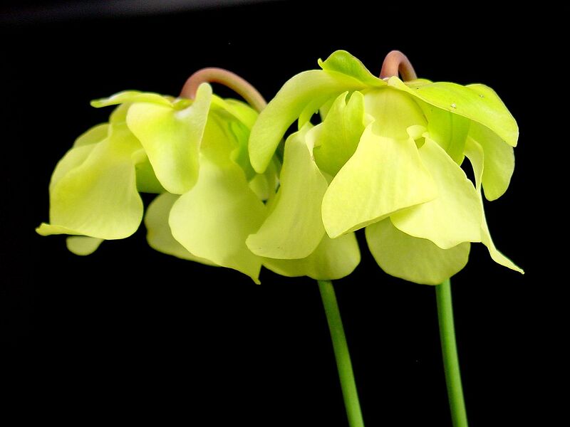 File:1280px-Sarracenia alata flowers.jpg