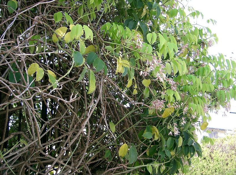 File:1280px-Stauntonia hexaphylla6.jpg