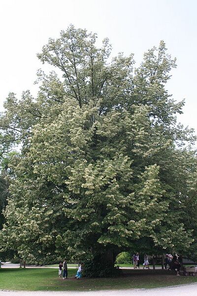 File:512px-Tilia tomentosa 1JPG.jpg