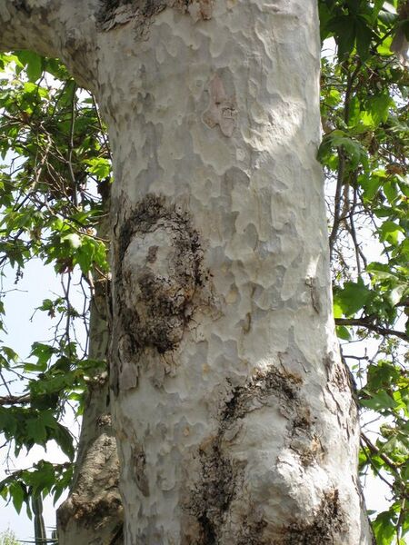 File:576px-IMG 4286 hunt0904.jpg