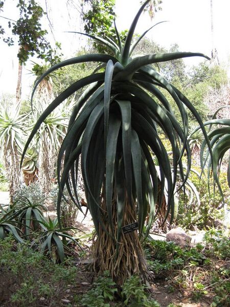 File:576px-IMG 4335 hunt0904.jpg