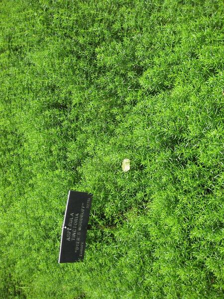 File:576px-IMG 7639 hunt09jun.jpg