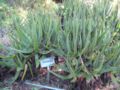 Aloe succotrina