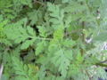 Thumbnail for version as of 13:12, 28 April 2007