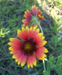 Indian Blanket