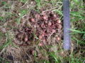 cyclamen with seed pods