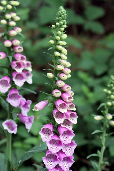 File:Digitalis purpurea 01.jpg