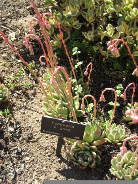 File:Echeveria-x-gilva-IMG 0519 hunt07.jpg
