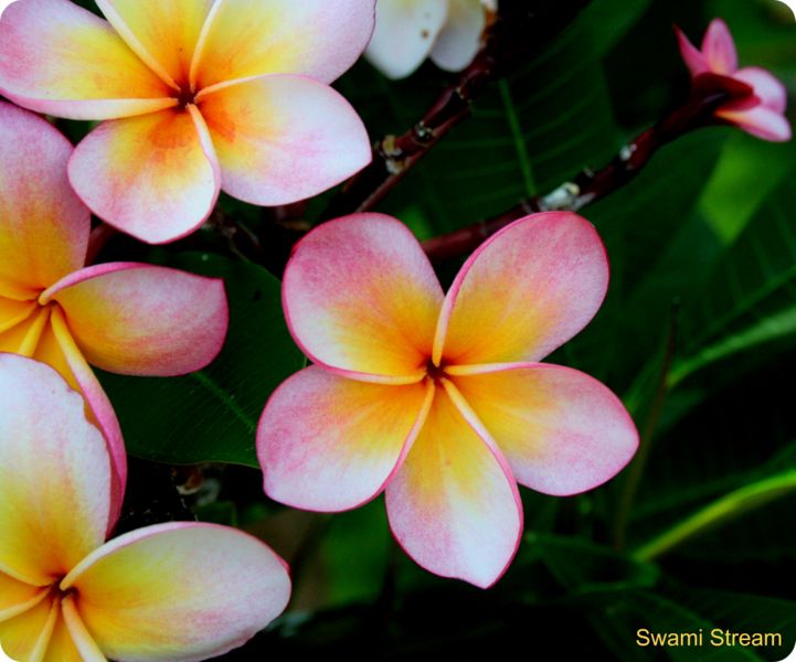 File:Frangipani Bunch-830.jpg
