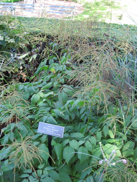 File:IMG 0209 nybg09.jpg