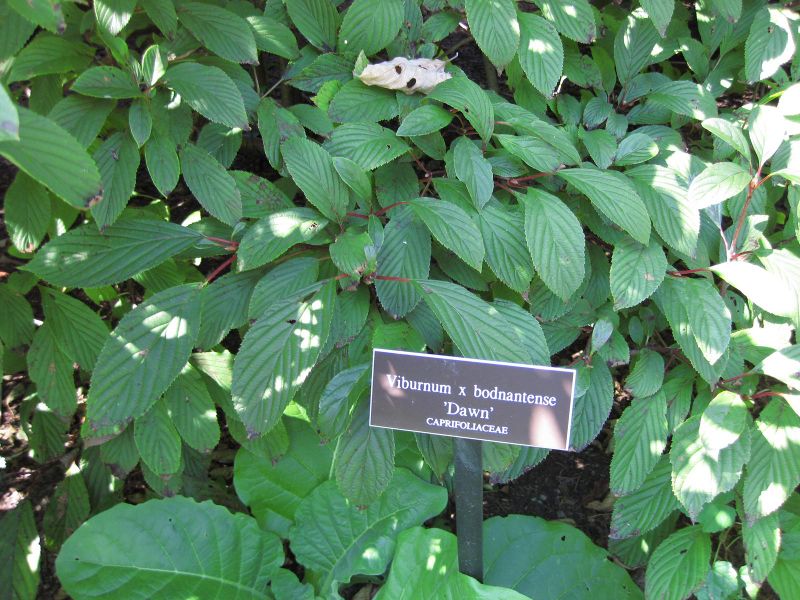 File:IMG 0298 nybg09.jpg