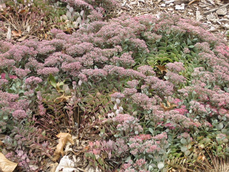 File:IMG 1459 bbg09.jpg
