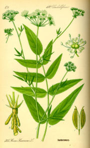Sium sisarum