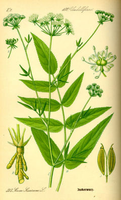 Sium sisarum