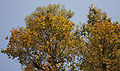 flowering canopy