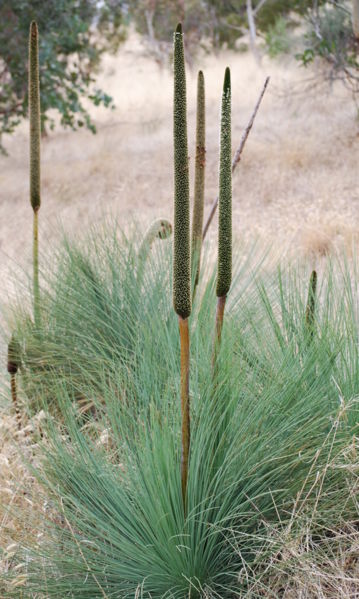 File:Xanthorrhoea semiplana - Anstey Hill.JPG