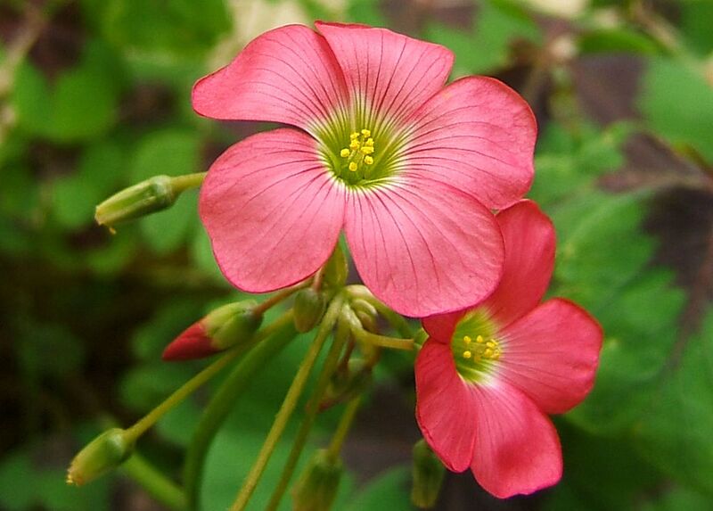 File:1024px-2007-07-01Oxalis tetraphylla02.jpg