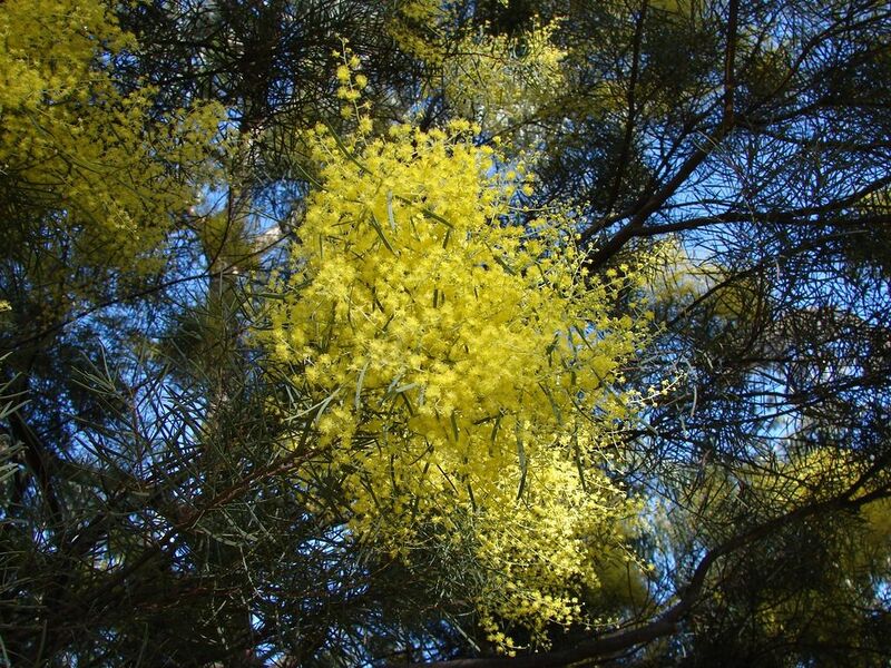 File:1024px-Acacia boormanii 1.jpg