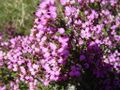 Thumbnail for version as of 09:35, 29 April 2025