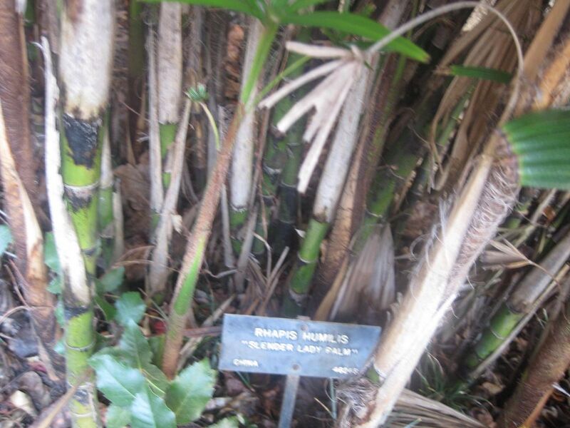 File:1280px-IMG 1970 hunt0903.jpg