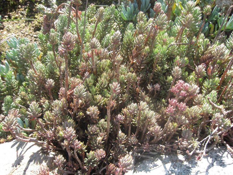 File:1280px-IMG 2383 hunt0903.jpg