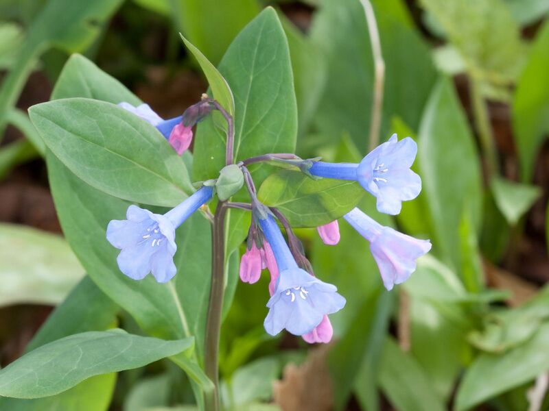 File:1280px-Mertensia virginica Nashville.jpg