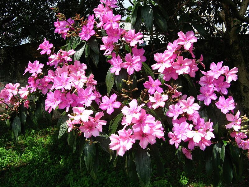 File:1280px-Quaresmeirasli.jpg
