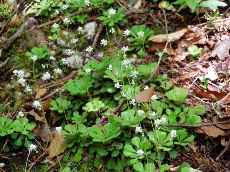 File:1280px-Saxifraga cuneifolia3.jpg