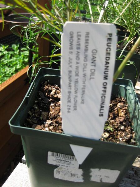 File:576px-IMG 0331 nybg09.jpg