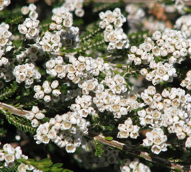 File:851px-Thryptomene saxicola white flower form.jpg