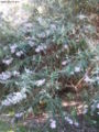 Buddleia salvifolia