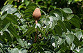 Fruit with leaves