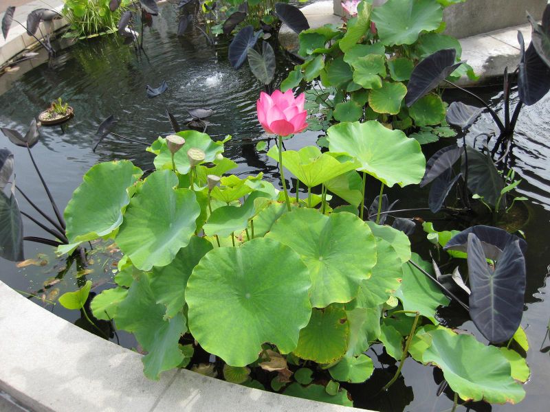 File:IMG 0798 bbg09.jpg