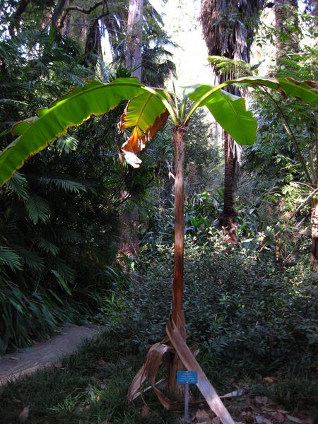 File:IMG 2493 ucla09.jpg