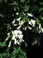 Inflorescens