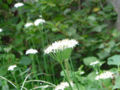 Leek flowers