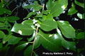 Thumbnail for version as of 19:22, 22 February 2010