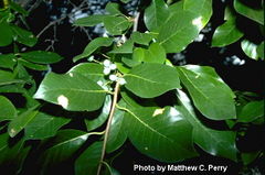 Black tupelo foliage and immature fruit