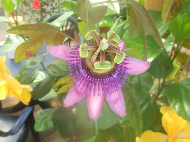 File:Passiflora picturata1.jpg