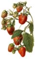 Strawberry Watercolor