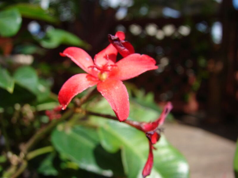 File:1024px-Starr 070906-8396 Jatropha integerrima.jpg