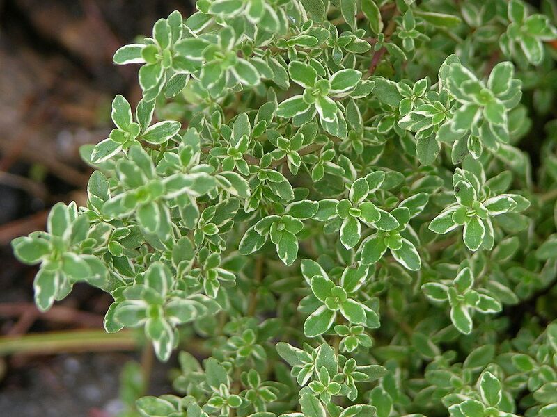 File:1024px-Variegated Lemon Thyme Thymus citriodorus variegata Leaves 3264px.JPG