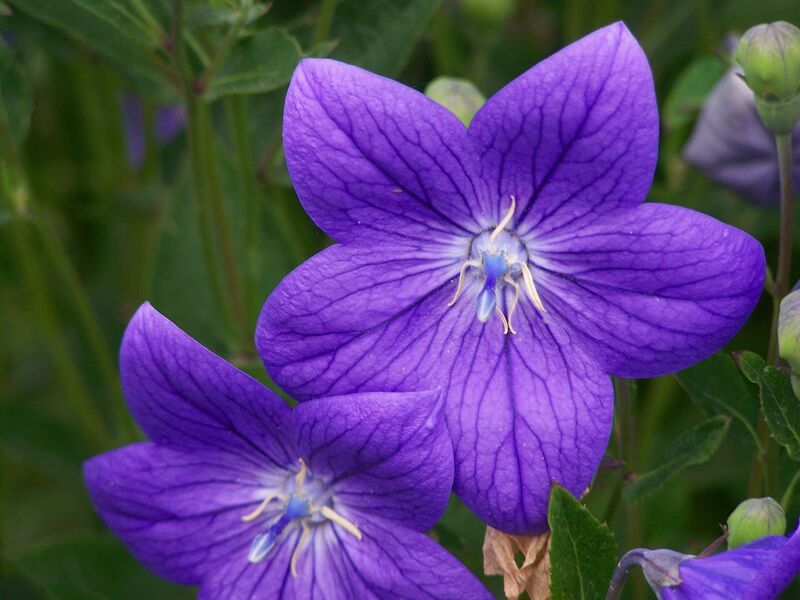 File:1280px-100 1246.jpg