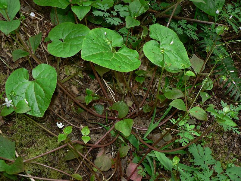 File:1280px-Asarum caudatum 10987.JPG