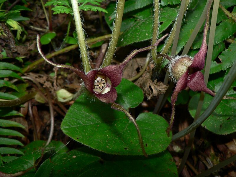 File:1280px-Asarum caudatum 10993.JPG