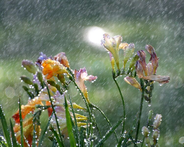 File:1280px-Freesia in the Rain-3475.jpg