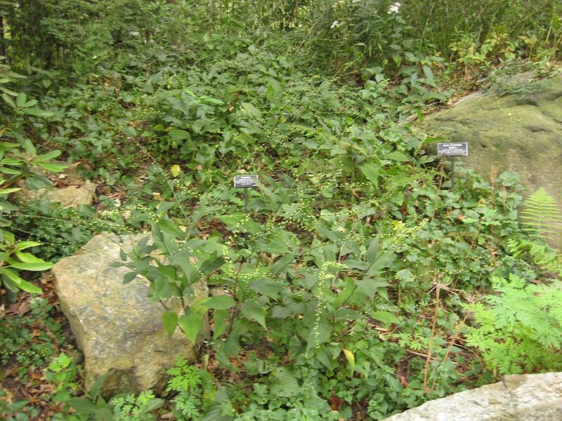 File:1280px-IMG 1431 bbg09.jpg