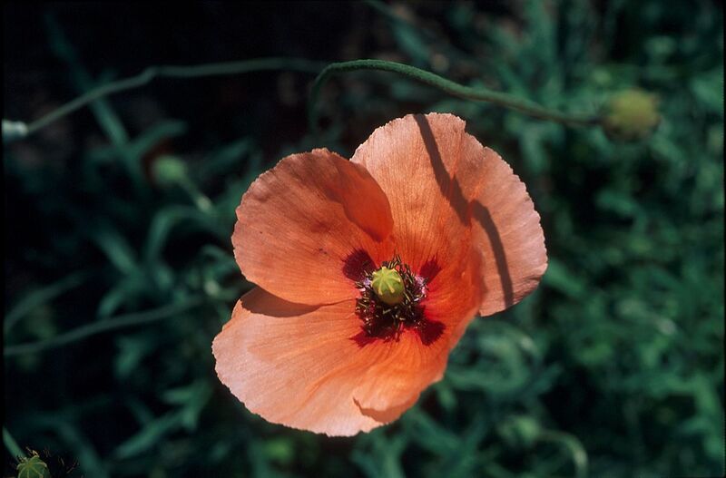 File:1280px-Papaver dubium L 1.jpg